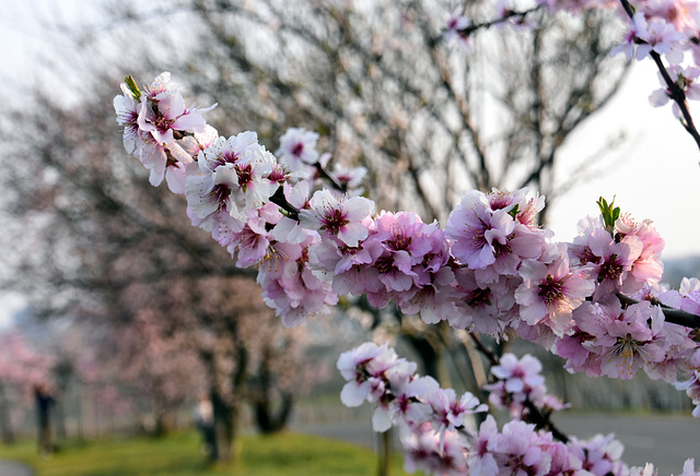 Mandelblüte in Gimmeldingen 2022