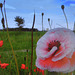 One poppy more colors