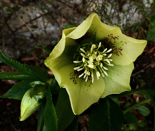 Hellebore/ Lenten Rose