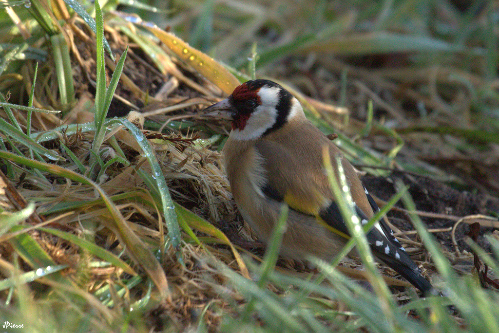 Chardonneret mâle