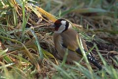 Chardonneret mâle