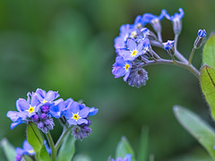 Forget-Me-Nots