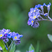 Forget-Me-Nots