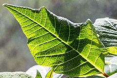 Poinsettia leaf 1