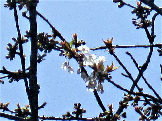 Even the cherry tree has blossom already