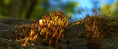 Fiery Moss 2