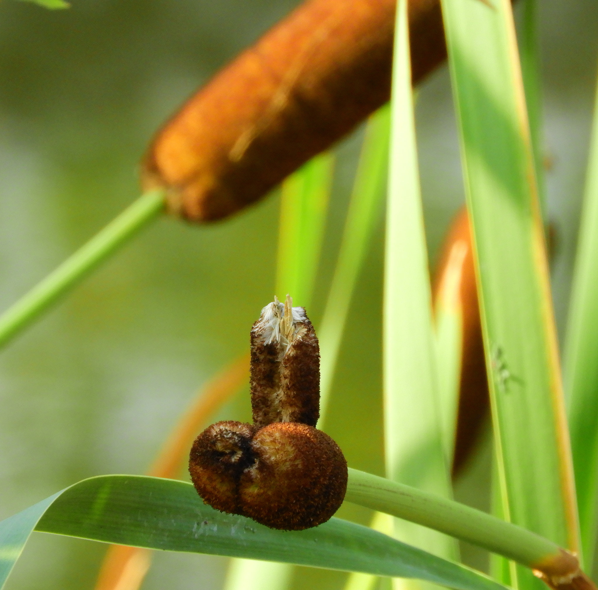 Typha