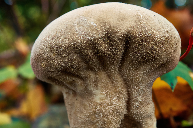 Pestle Puffball