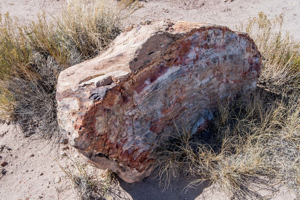 The Petrified Forest16, Arizona