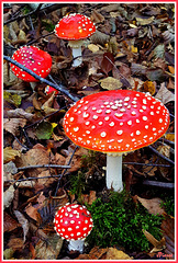 Même les champignons sont décorés pour Noel