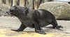 20190907 6038CPw [D~HRO] Seebär (Arctocephalus pusillus), Zoo, Rostock