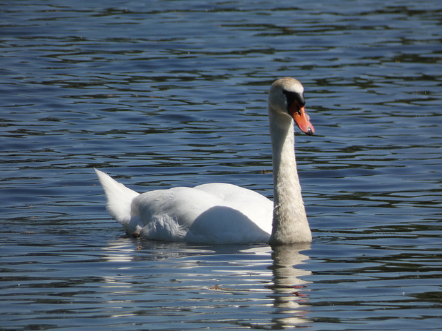 Schwan