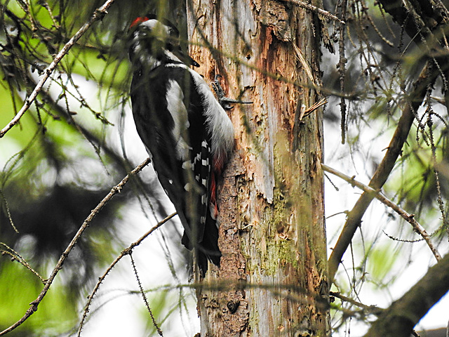 20210630 1218CPw [D~LIP] Buntspecht (Dendrocopos major), Bad Salzuflen