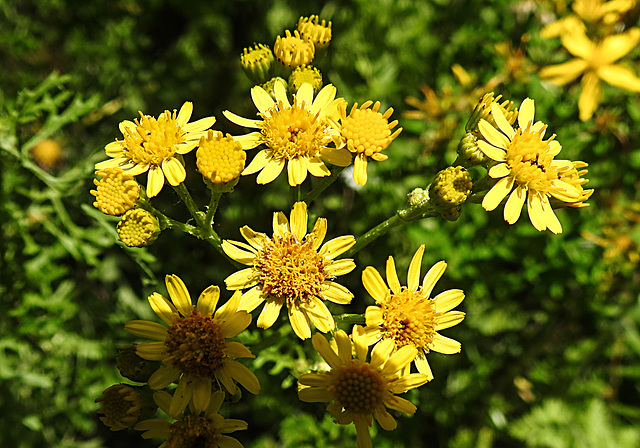 20210708 1372CPw [D~LIP] Jakobs-Greiskraut (Jocobaea vulgaris), Bad Salzuflen