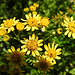 20210708 1372CPw [D~LIP] Jakobs-Greiskraut (Jocobaea vulgaris), Bad Salzuflen