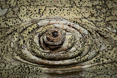 Eye of the Pear Tree