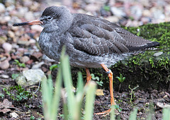 20160306 0324VRAw [D~BI] Rotschnekel (Tringa totanus), Tierpark Olderdissen, Bielefeld