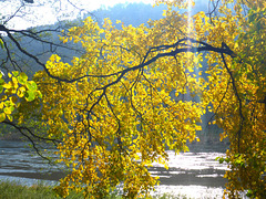 Herbstblätter im Sonnenlicht - aŭtunaj folioj en sunlumo