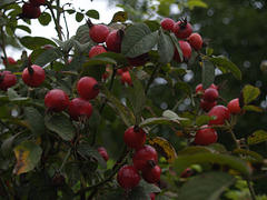 Trakai, Dogrose Shrub