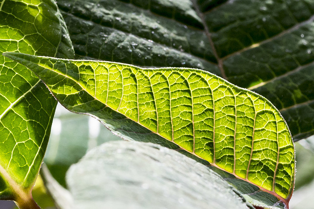 Poinsettia leaf 2