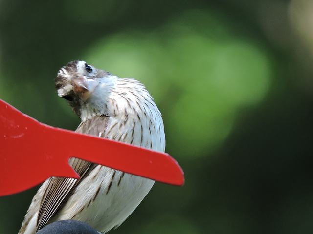 Rose-breasted Grosbeaks