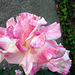 Rose tendre