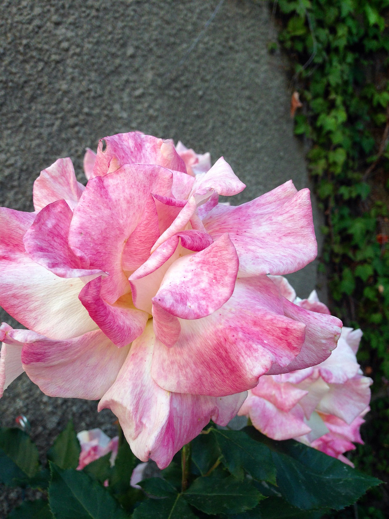 Rose tendre