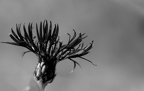 Centaurea montana 'Jordy'