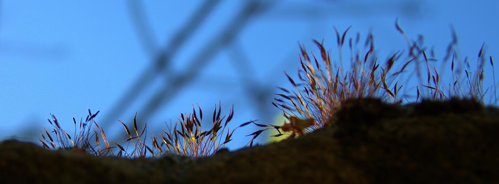 Fiery Moss 1