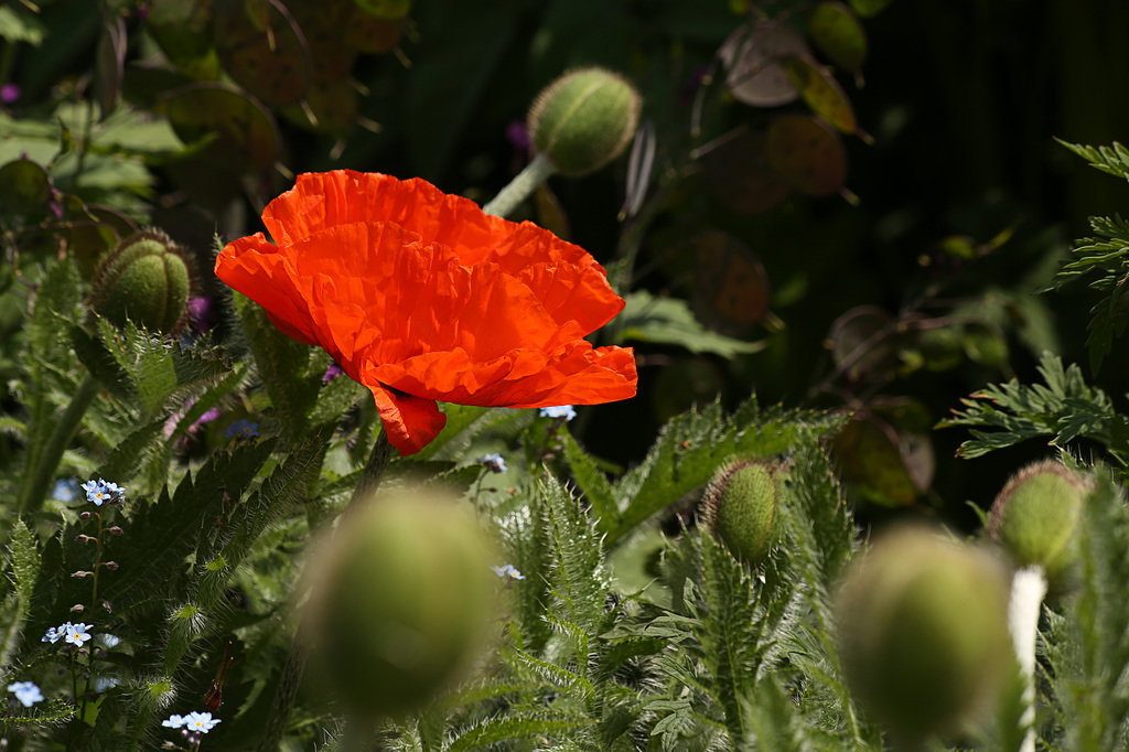 Orange Poppy (2)