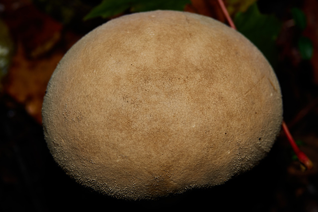 Pestle Puffball