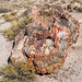 The Petrified Forest17, Arizona