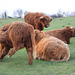 Highland Cattle