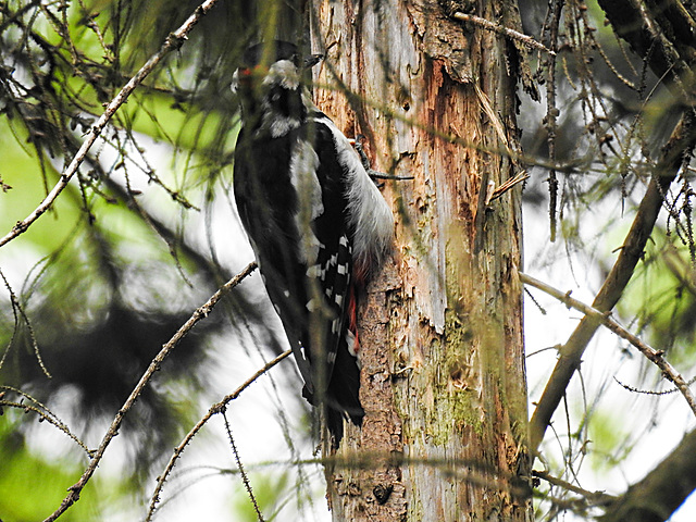 20210630 1219CPw [D~LIP] Buntspecht (Dendrocopos major), Bad Salzuflen