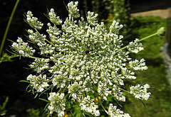 20210708 1373CPw [D~LIP] Möhre (Daucus carota), Bad Salzuflen