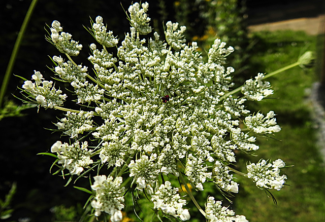 20210708 1373CPw [D~LIP] Möhre (Daucus carota), Bad Salzuflen