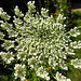 20210708 1373CPw [D~LIP] Möhre (Daucus carota), Bad Salzuflen