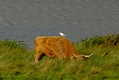 Cattle Egret on Highland Cattle