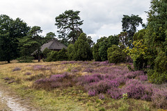 Schafstall in der Heide