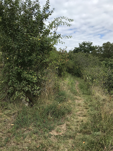 unterer Weg am Pfaffenberg