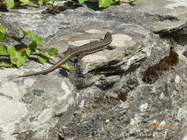 LE CONQUET Finistère