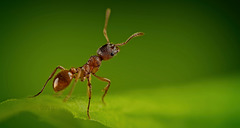 Was will mir die Waldknotenameise  sagen,weil sie sich so aufstellt :)) What does the forest knot ant  want to tell us by positioning itself like this :)) Que veut nous dire la fourmi noueuse des forêts  en se positionnant ainsi :))