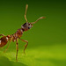 Was will mir die Waldknotenameise  sagen,weil sie sich so aufstellt :)) What does the forest knot ant  want to tell us by positioning itself like this :)) Que veut nous dire la fourmi noueuse des forêts  en se positionnant ainsi :))