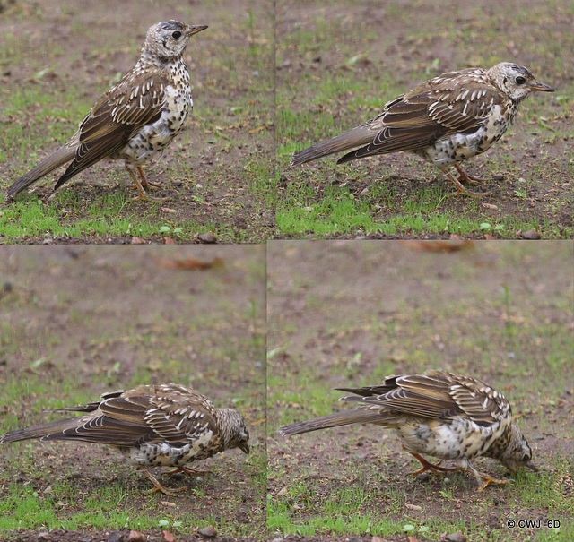 Caught in the act  - feeding on newly sown grass seed