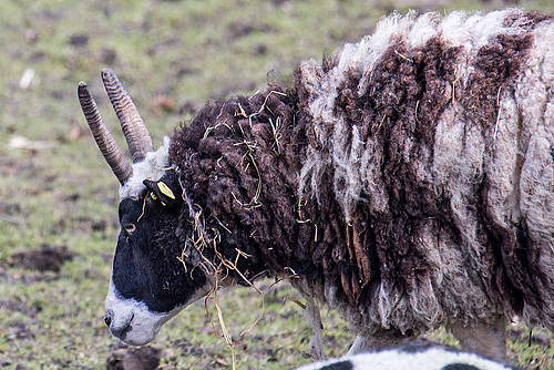 20160306 0325VRAw [D~BI] Jakobschaf, Tierpark Olderdissen, Bielefeld
