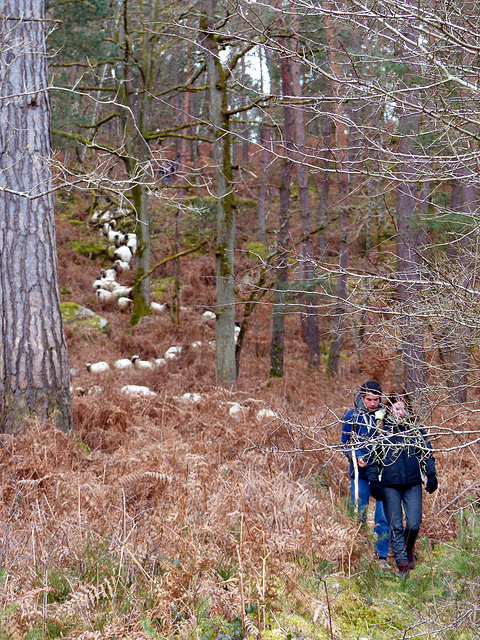 Transhumance du 16 mars 2016