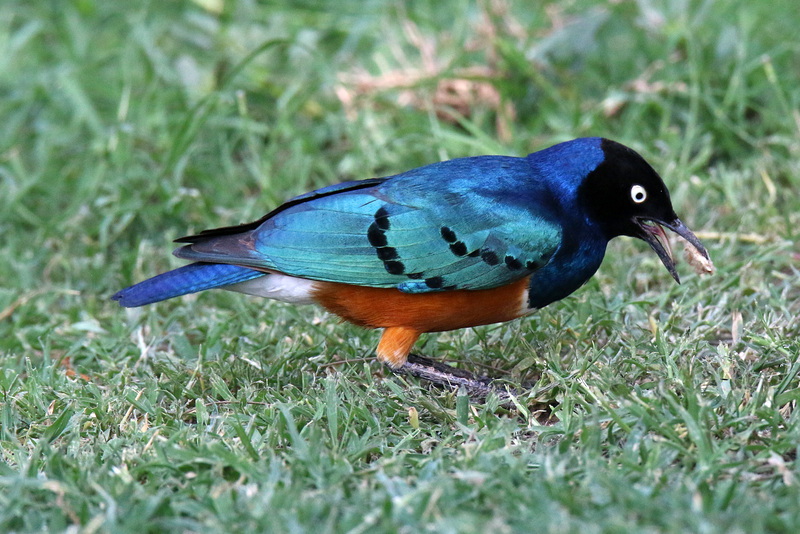 Superb starling (Explored)