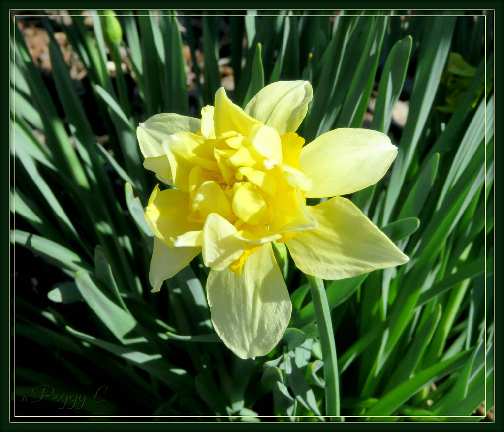 Petals and more ...