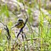 Day 12, Magnolia Warbler, Cap Tourmente