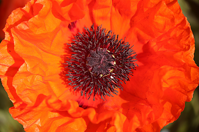 Orange Poppy